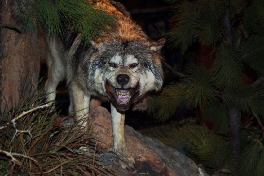 Мутираните волци од Чернобил сеат страв