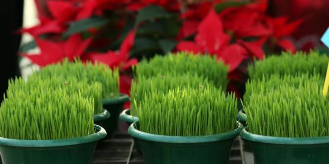 Утре се сади Божиќна пченица: Правила за поубава и побогата 2019 година!