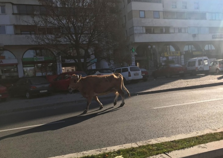 Крава утрово прошета по булеварот „Партизански одреди“