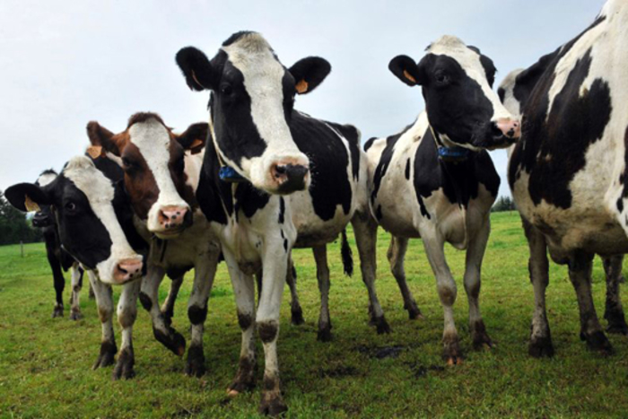 Во Холандија потврден случај на кравјо лудило