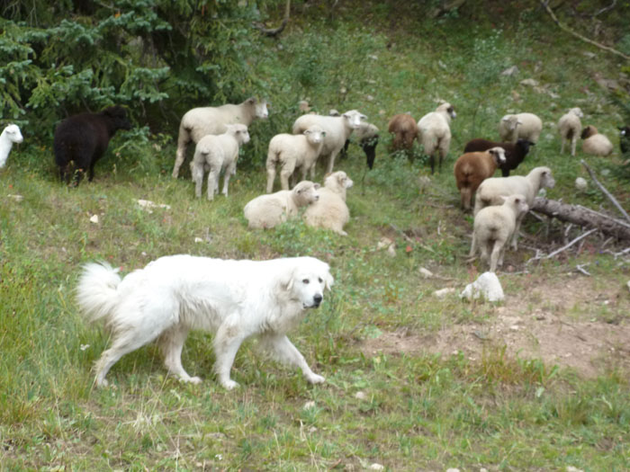 Пукање вчера во штипско: На овчар му убиле едно куче, другото му го повредиле