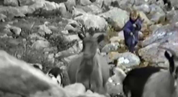 Сензационални снимки од Лука Модриќ – додека чувал кози, волците го следеле до дома