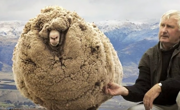 Кога овцата се инаети: Шест години бегала од сопственикот да не ја стрижи
