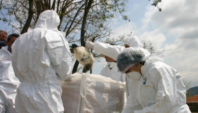 Епидемија на птичји грип во Бугарија – се уништуваат пилиња и фазани