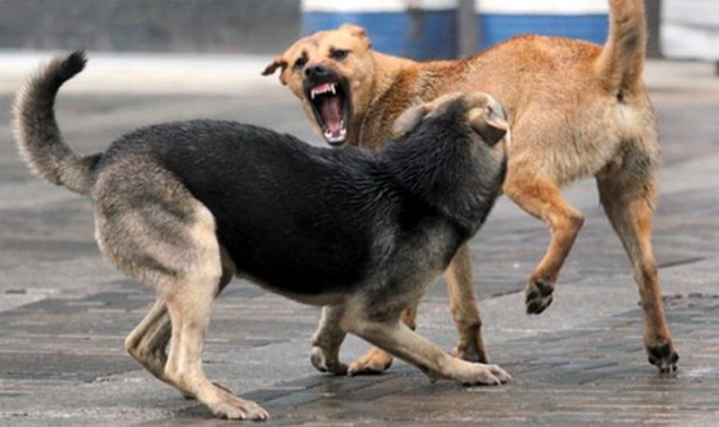 Глутница кучиња го тероризираат Клинички, искасан 23-годишен скопјанец