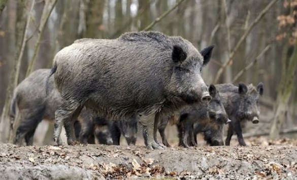 Четири позитивни резултати на африканска свинска чума кај диви свињи во Делчевско