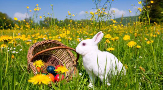 Зошто зајакот е симбол на Велигден?