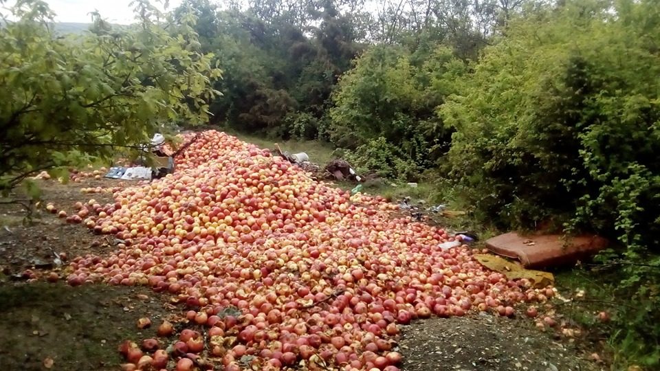 Македонските јаболка најпогодени од руските санкции, неизвесен извозот и на праската и црешата