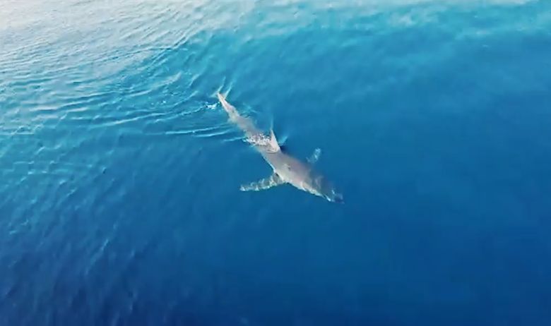 После Макарска, ајкула забележана и кај Корчула