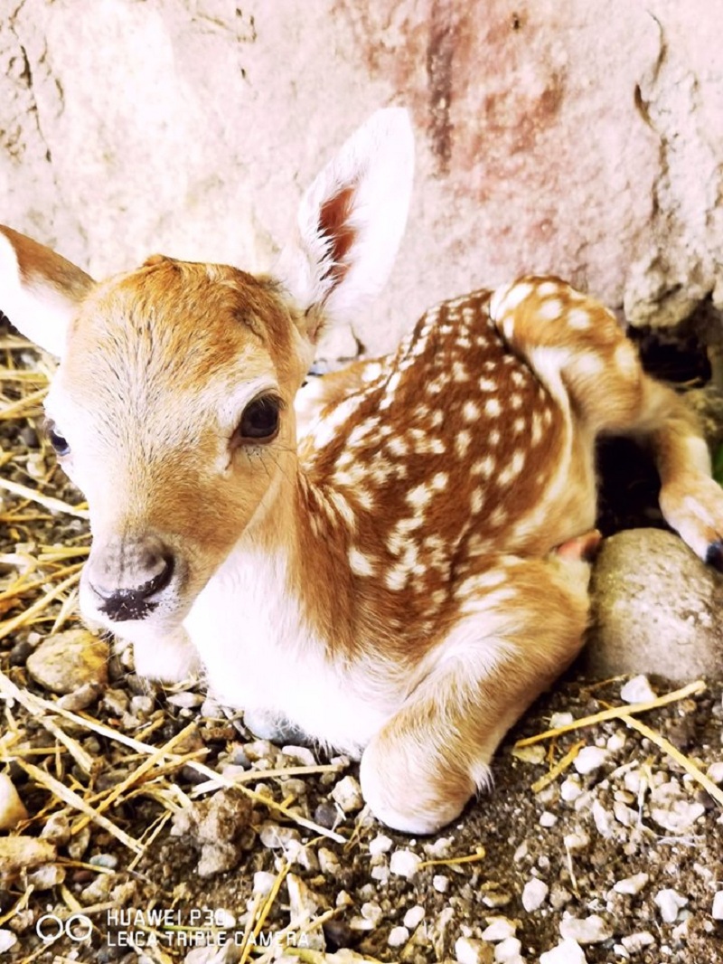 Зоолошката градина доби нов жител – се роди бебе елен