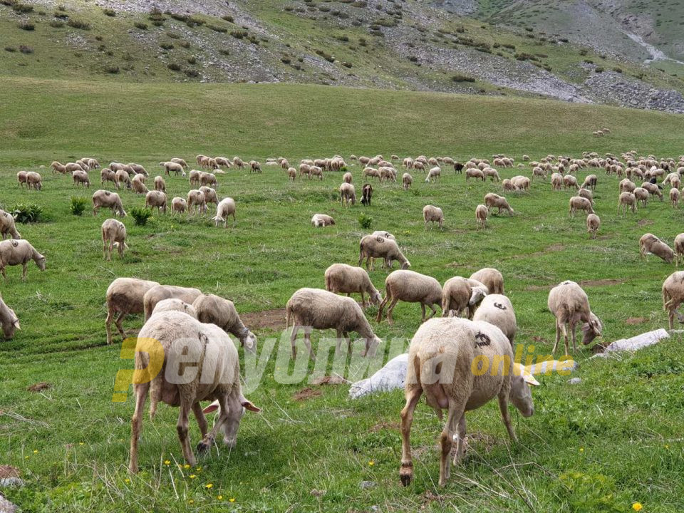 Пролет во зима: В недела максимални 20 степени