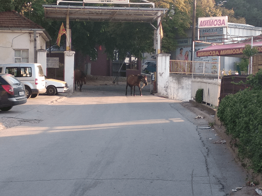 Коњи ќе ве пречекаат пред влезот на Штипската клиничка болница