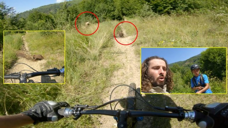 Погледнете како изгледа блиска средба со мечки: Двајца велосипедисти на Шар планина вешто се извлекле
