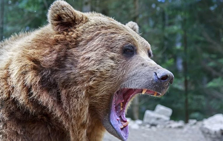 Повредена мечка на потегот Јанче-Ростушки Мост, може да биде агресивна