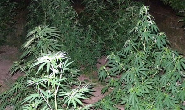 Во дебарско село откриени 500 стебла марихуана вредна околу пола милион евра