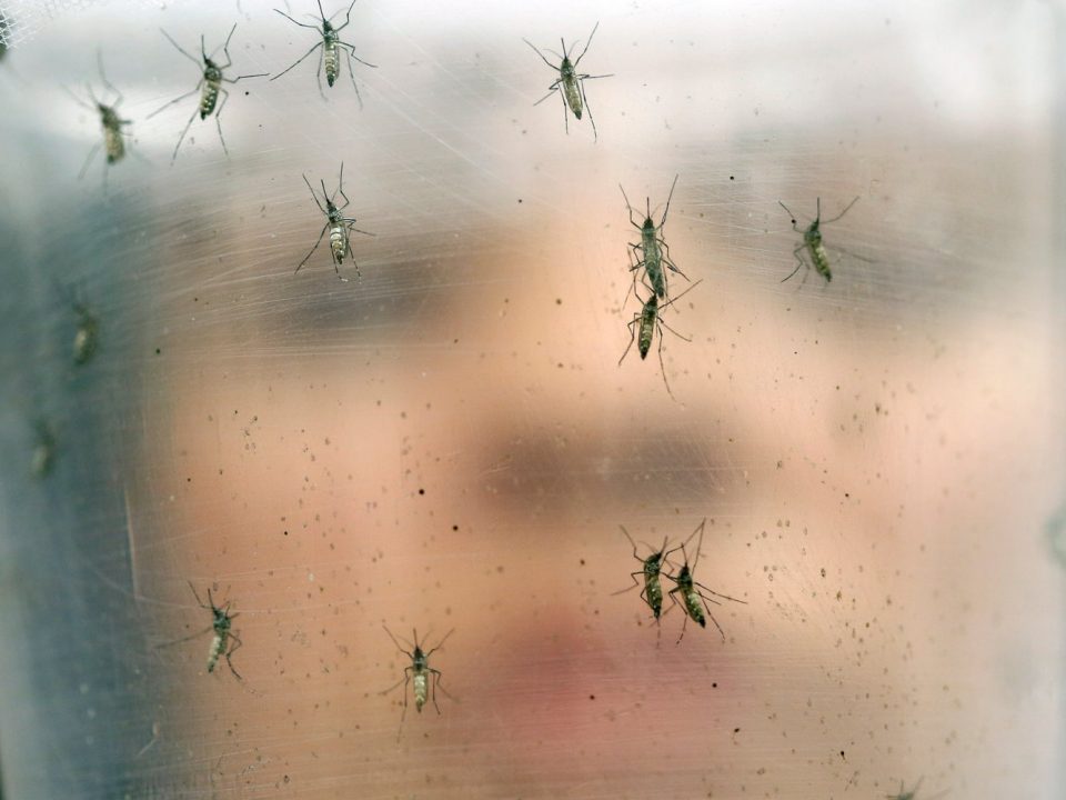 Утре и задутре прскање против комарци во Скопје