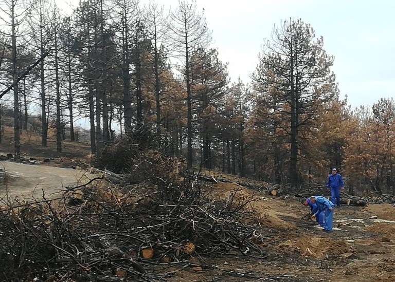 Трипуновски: Наместо пошумување на опожарените површини, власта преку блиски фирми продолжува да ги уништува македонските шуми