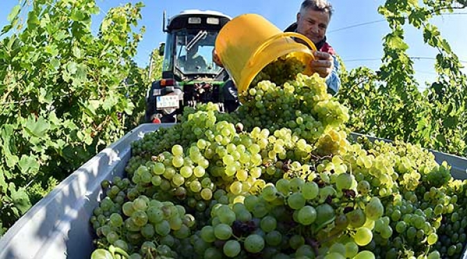 Трипуновски: Лозарите мора да добијат пристојна цена за грозјето