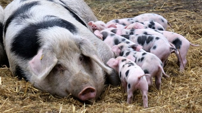 Доцнат мерките за справување со свинската чума, се заканува уништување на свињарството