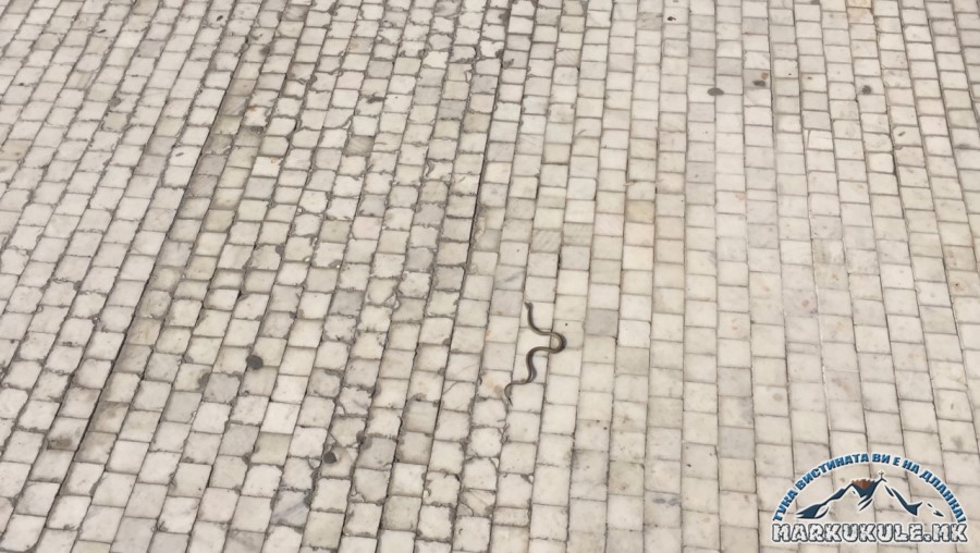 Змија на плоштадот „Македонија“