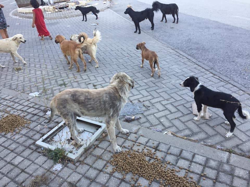 ДПА во Тетово: Ќе го решиме проблемот со кучињата скитници
