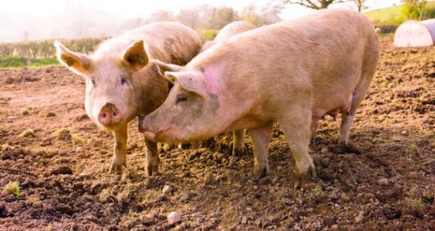 Со африканската свинска чума ќе се справуваме заедно со ветеринарните служби на Србија и Хрватска