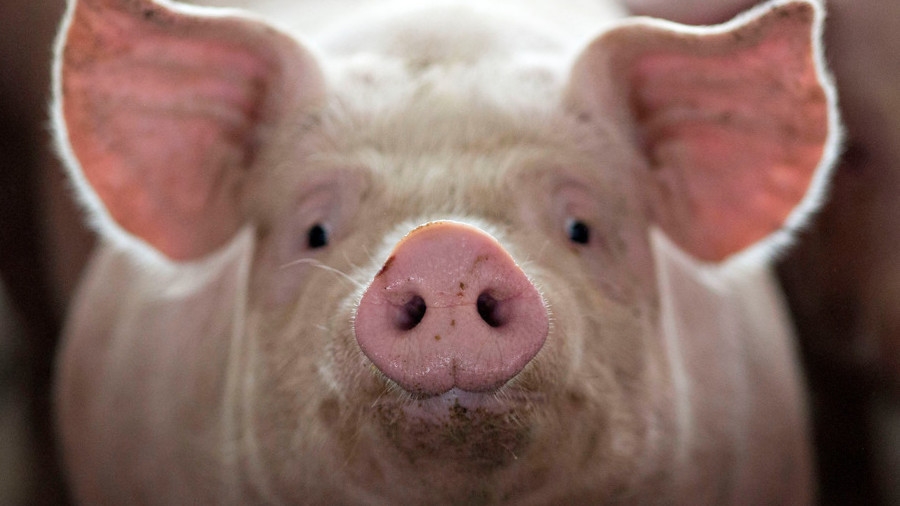 Поради африканската чума: Во Карбинско-штипскиот регион почна депопулизацијата на свињи