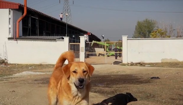 Градот излажа, „Лајка“ е место каде ќе се убиваат бездомните заловени кучиња