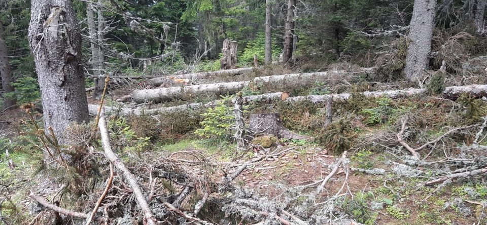 На Шара има сеча на дрва: Планинарите бараат да се стопира уништувањето на шумското богатство