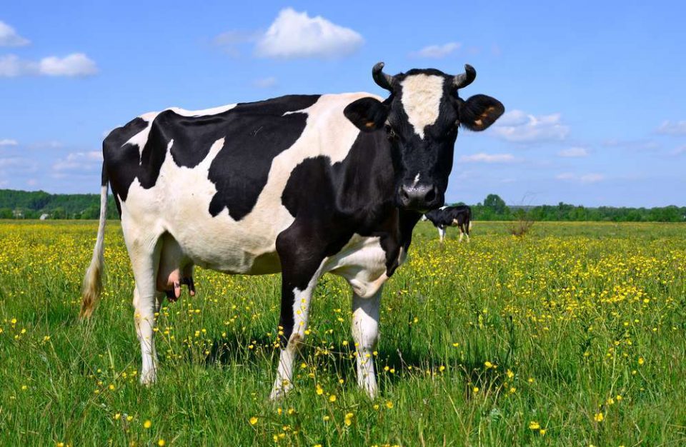 Најмалку 800 починати поради слушање лаги за Kовид-19: Пиеле кравја урина како лек и други глупости