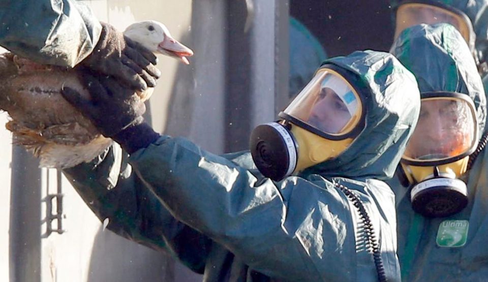 Поради птичји грип убиени 2,5 милион птици во Франција