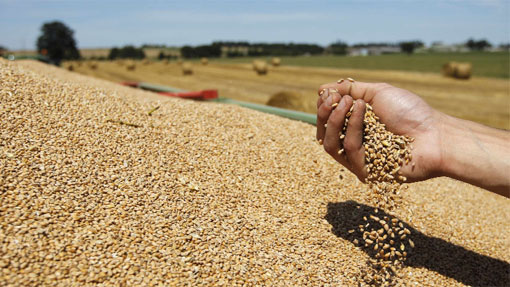 Српската Влада одобри извоз на пченица и пченка во Македонија