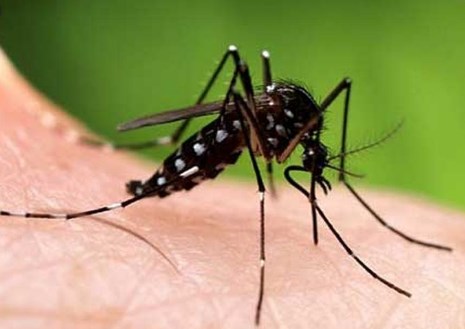 Имунолог открил ефикасно средство во борбата против чешањето по каснување од комарец
