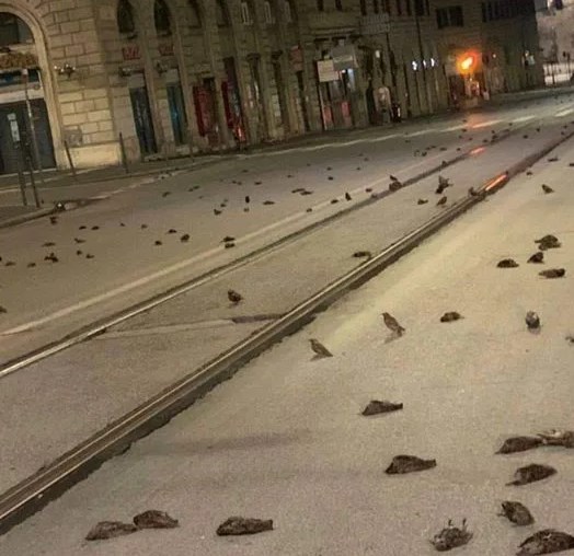 Стотици мртви птици на улиците во Рим, активистите велат дека ја знаат причината за масакрот