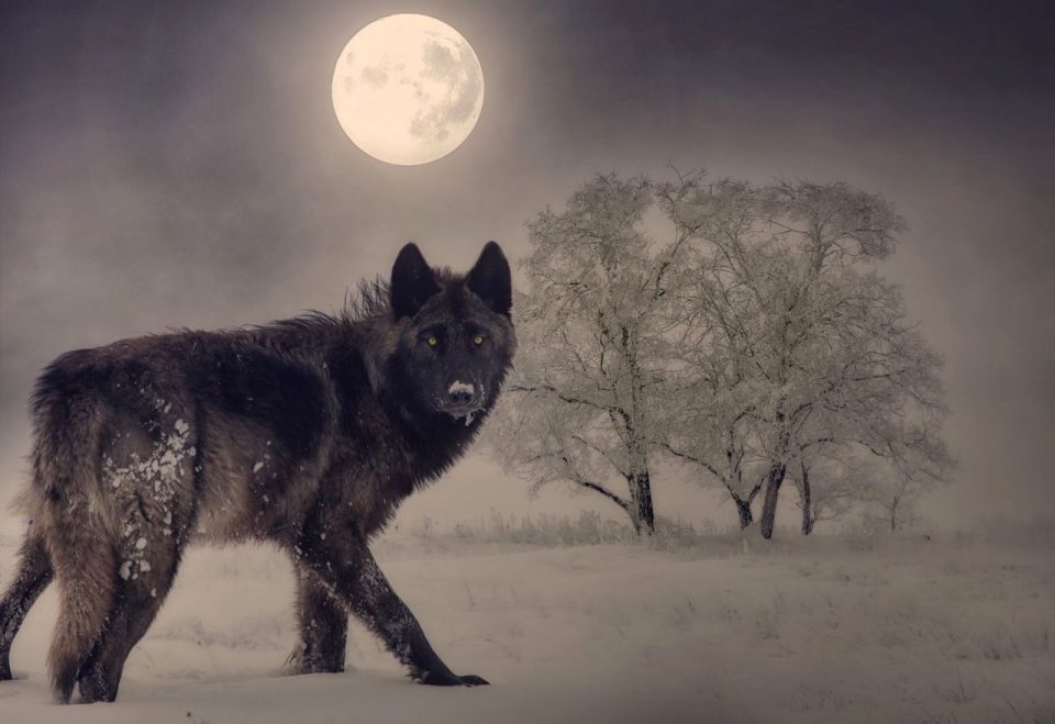 Волците од Чернобил се поотпорни на рак
