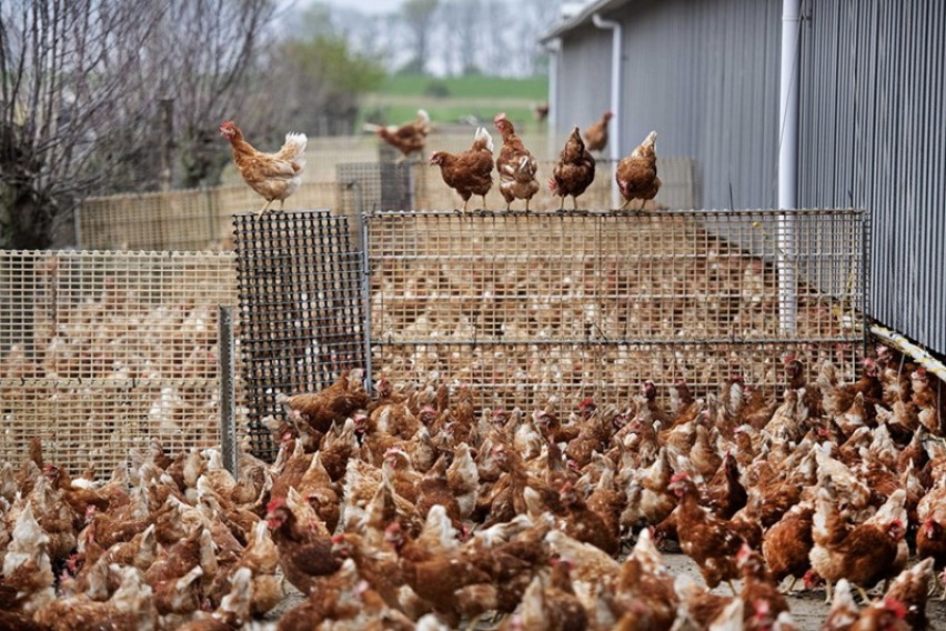 Холандија ќе уништи над 100.000 кокошки поради многу заразен птичји грип