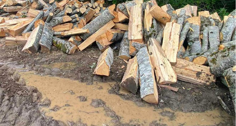 Приведени петмина дрвокрадци во Прилеп