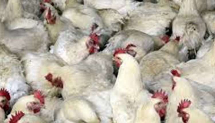 Поради птичји грип во Бугарија се убиени 39.000 кокошки