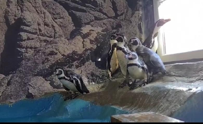 Зоолошката градина в петок ќе го отвори надворешно живеалиште за пингвини