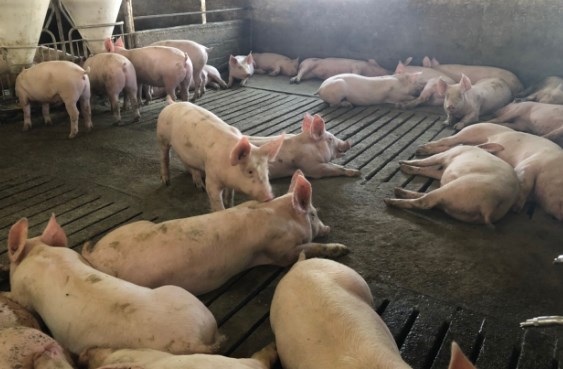 Вељко станува фармер: Во селото на мајка му ќе одгледува свињи