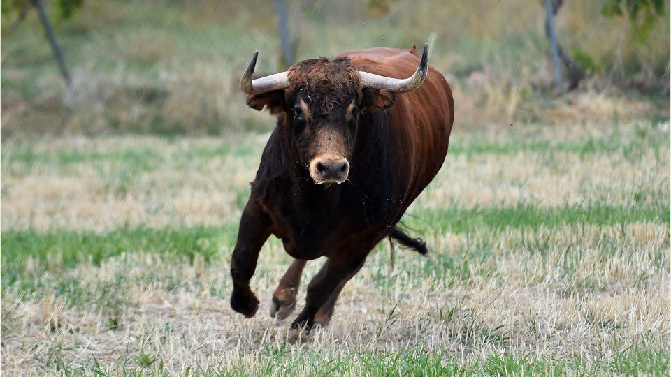 Разбеснет бик бркал маж и жена низ овоштарник, сопственикот вели животното не било агресивно и тоа го знаеле во цела околија