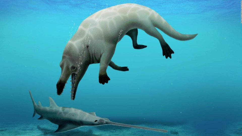 Во Египет откриен фосил на праисториски кит со четири нозе