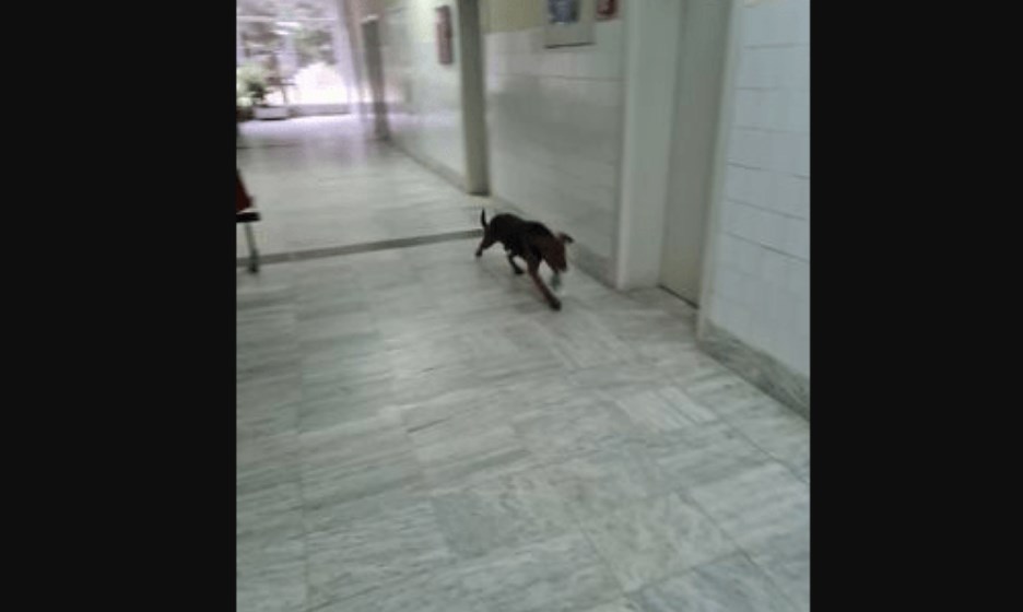 Кучето што лута низ ходниците е најмалиот проблем во руинираната кратовска болница
