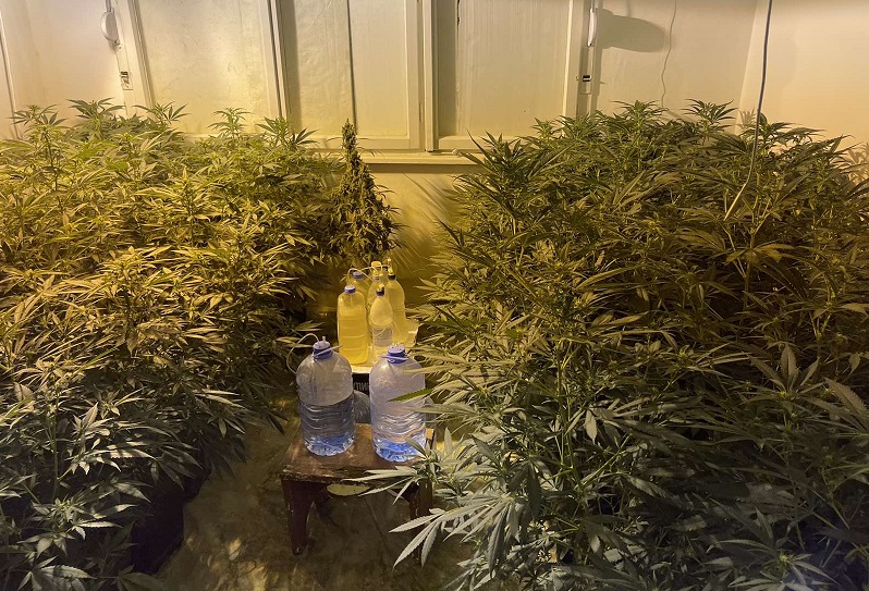 При претрес во Виница откриени стебла канабис и марихуана, уапсени пет лица