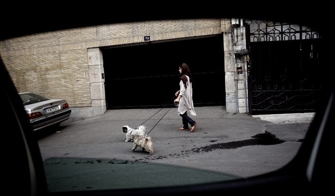 Иран ќе забрани чување домашни миленичиња и шетање кучиња по улица