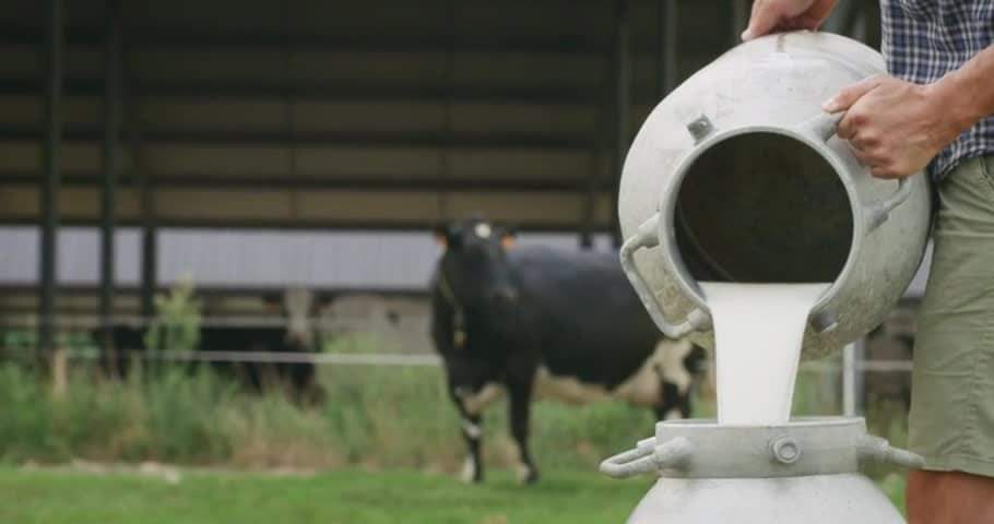 Млекопроизводителите бараат итно државна помош, инаку ќе ги продаваат кравите
