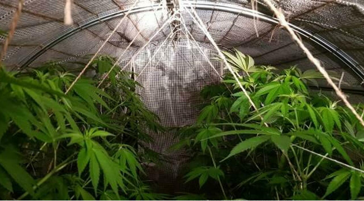 „На страна тргнал“ 238 килограми марихуана вредна над 400.000 евра: Кривична за бугарски управител на компанија за канабис од Кочани