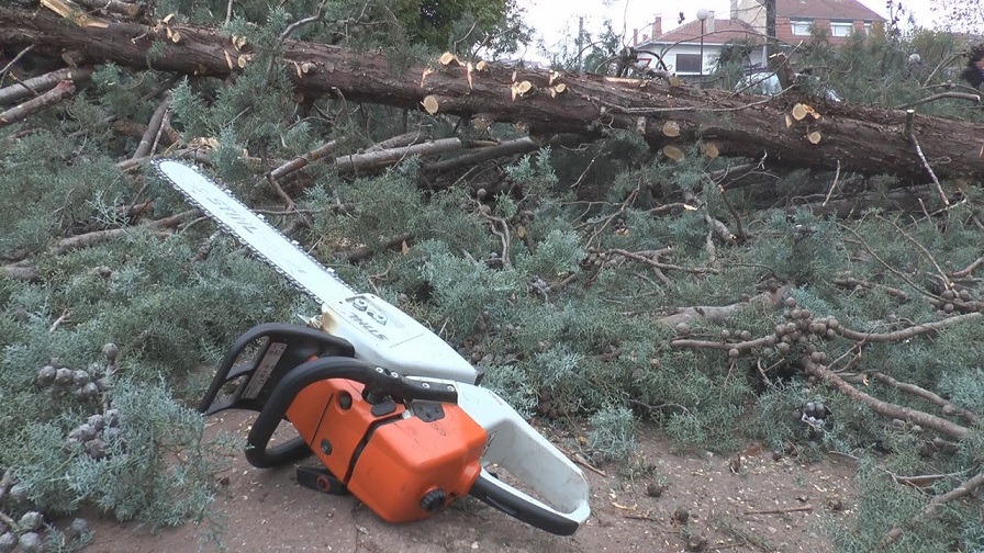 Дрвокрадци фатени во Штип и Кочани