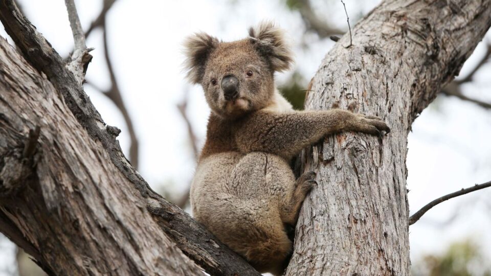 Австралија ќе издвои нови 35 милиони долари за спас на коалите и нивните живеалишта