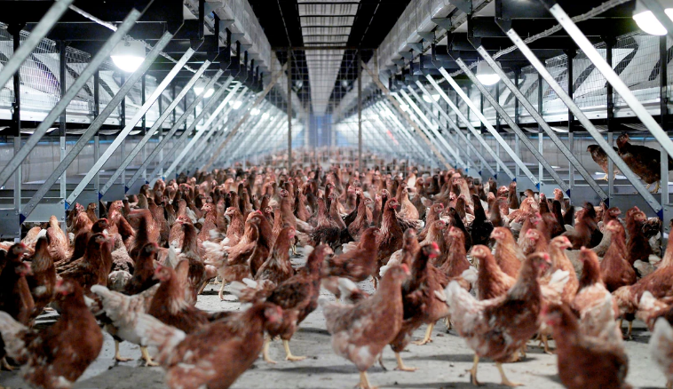 На фарма во Холандија откриен високозаразен сој на птичји грип